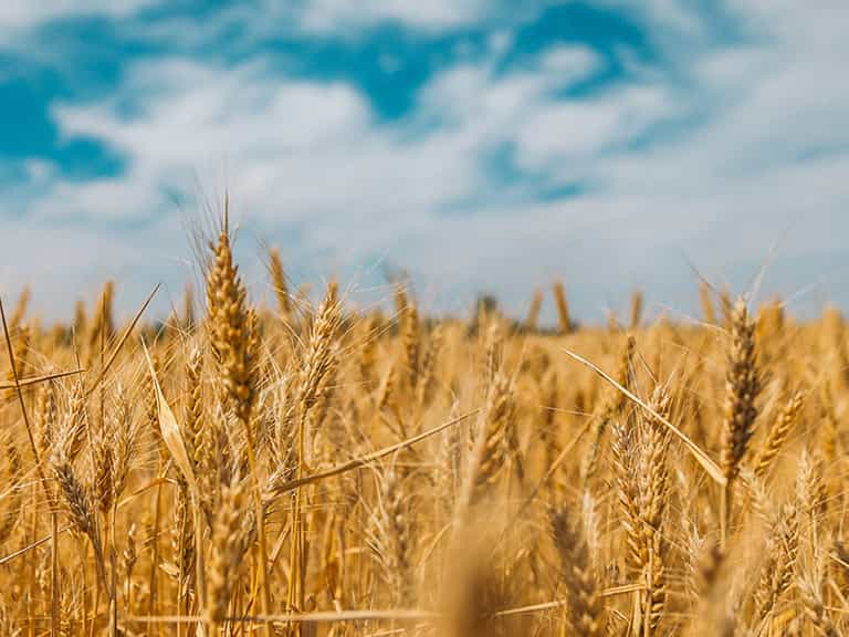 Muss es wirklich Low-Carb sein?